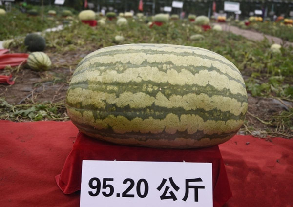 61386d21a310efa1e3bb63cd_副本.jpg