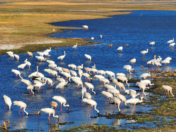 莫莫格湿地大量白鹤集群觅食，为接下来的长途迁徙做好准备 (3)_副本.jpg