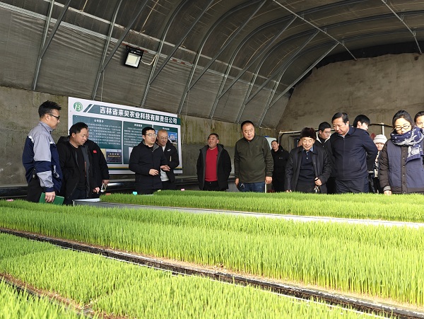 Rice planting technology training session held in Zhenlai county