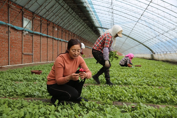 Prosperity through flowers: NPC deputy Zhu Yabo's mission