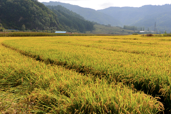 Fields to tables: Jilin's agriculture thrives with tech