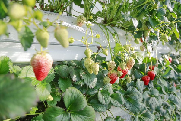 Strawberries and hot springs: Springtime celebration in Changchun