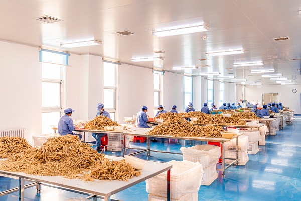 From black soil to global markets: Jilin's ginseng journey