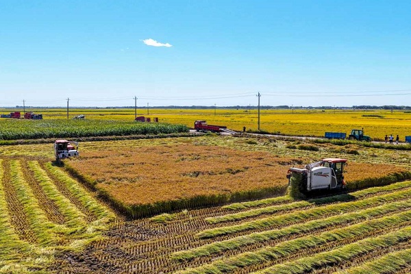 Taonan rice harvest begins