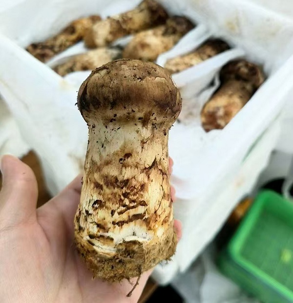 1761717506786017248.jpg 网2.jpg