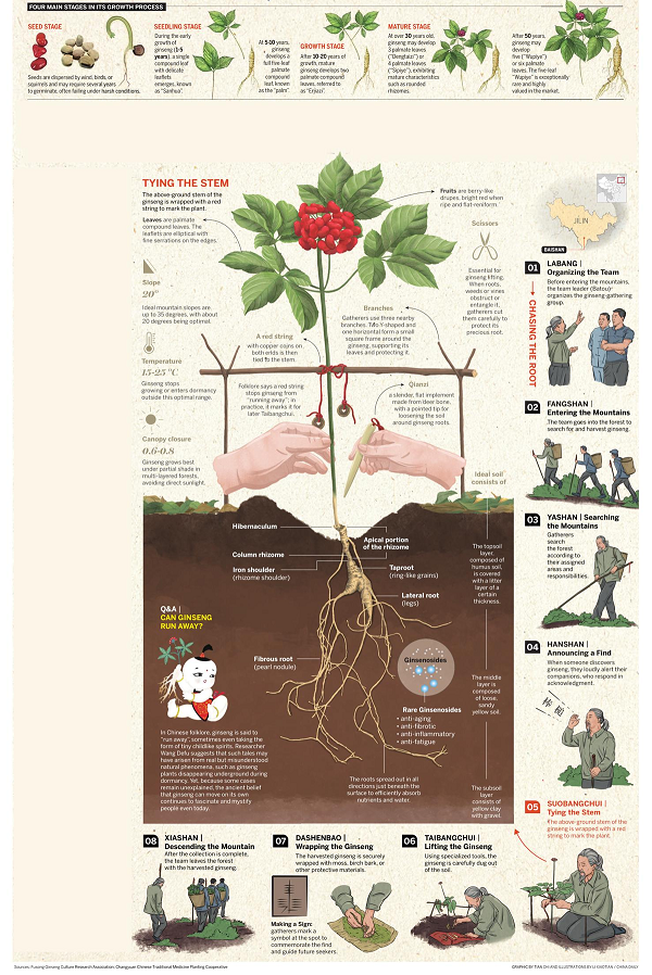 1762248278479004440.png 人参.png