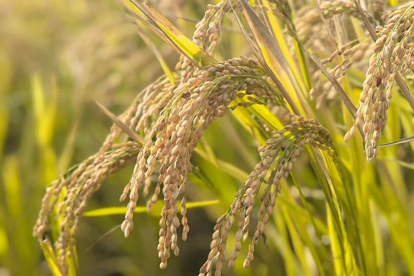 Jilin secures 4th place nationwide in grain output