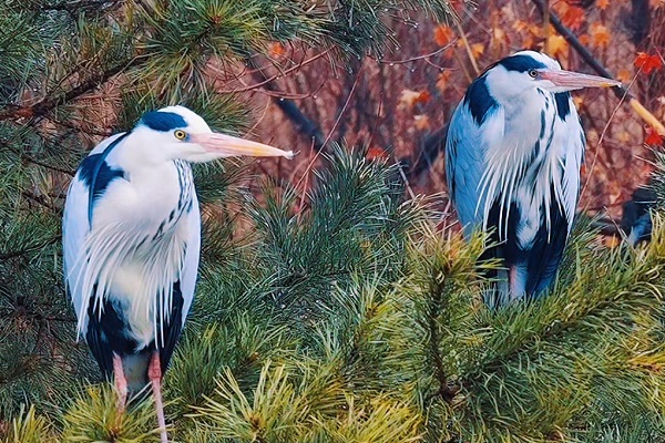 1774418251740094625.jpg 网2.jpg