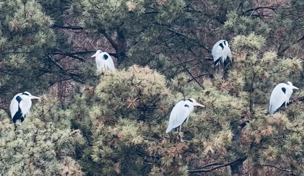 1774418290900086273.jpg 网1.jpg