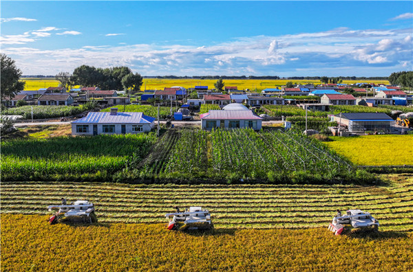 1793000808647034996.jpg 金6.jpg