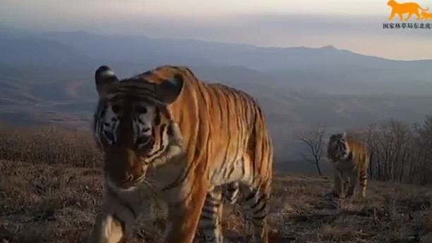 Siberian tiger family captured on camera