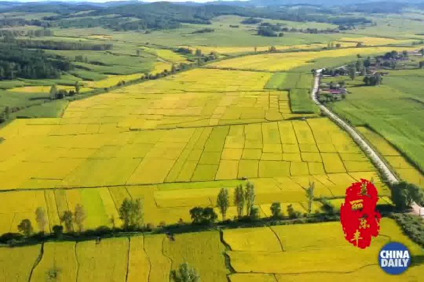 Jilin's golden rice harvest a lovely sight in autumn