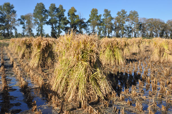Jilin prepares for golden harvest