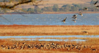Jingxin Wetland welcomes first flock of migrant wild geese
