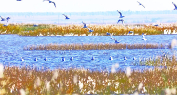 Migrant birds flock to Boluo Lake in Jilin
