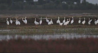 Thousands of white cranes stop over at Momoge Wetland in Jilin