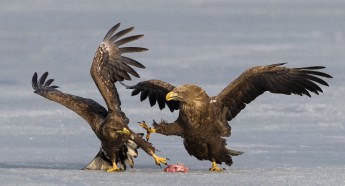 Rare birds land in Hunchun