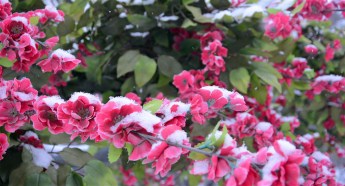 Picturesque snowfall blankets Jilin city in early spring