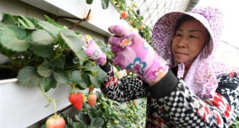 Greenhouses drive rural economy in Lishu, Jilin