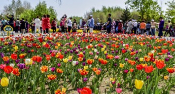 Blooming tulips attract visitors in Changchun
