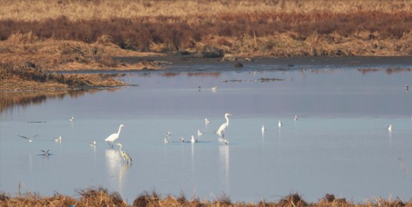 Jingxin Wetland welcomes swarms of migrating birds