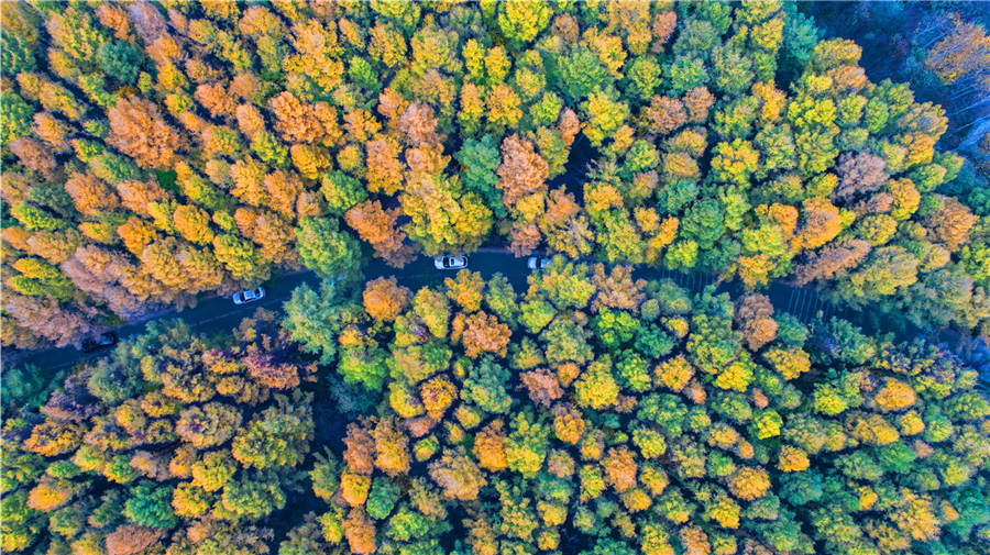 Jilin's 'green sea' perfect spot for autumn views