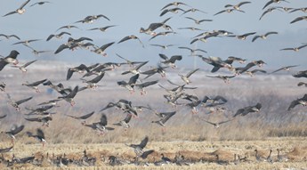 Huge numbers of migrating birds gather at Jingxin Wetland