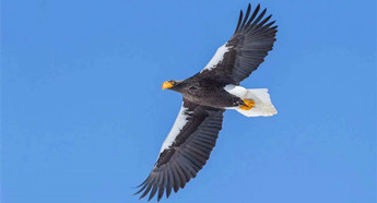 Jingxin Wetland welcomes rare migratory birds