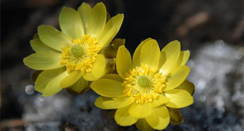 Adonis amurensis blooms in Changchun as weather gets warm