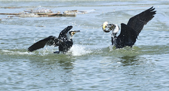 Cormorants return to Chagan Lake