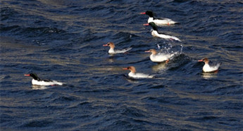 Northeastern China's Jilin plays host to rare water birds
