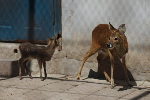 Rare river deer fawns born in Jilin