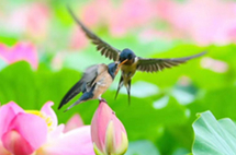 Photographer shoots birds, but nicely