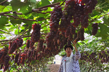 Rich grapes help Jilin farmers grow prosperous