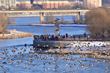 Thousands of wild ducks flock to Changbai Island in Jilin