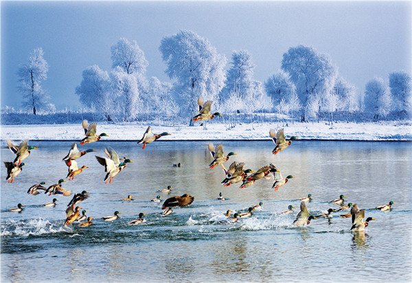 Jilin's natural beauty showcased online