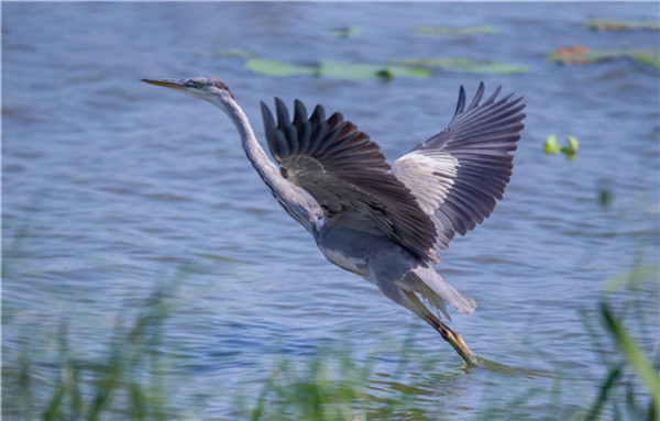 A prefecture in Jilin greets migrating birds