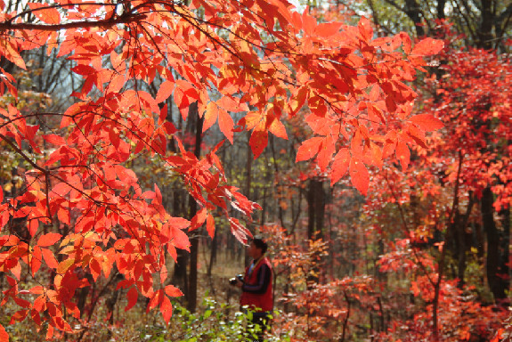 Red leaves a stunning fall sight in Jilin