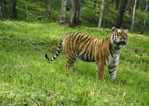 Northeast China Tiger and Leopard National Park officially launches