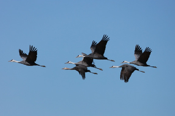 Migratory birds stop in Jilin wetlands