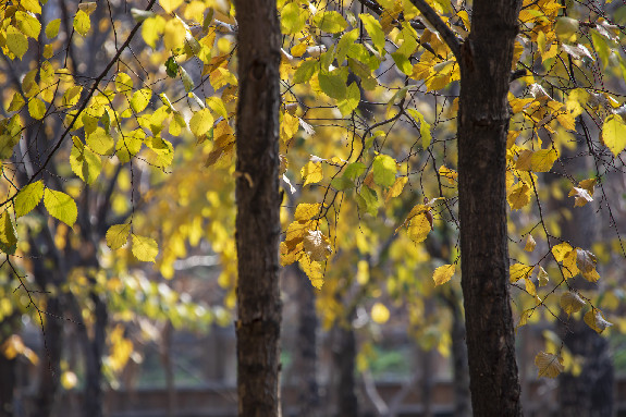 Autumn brings splash of color to Jilin