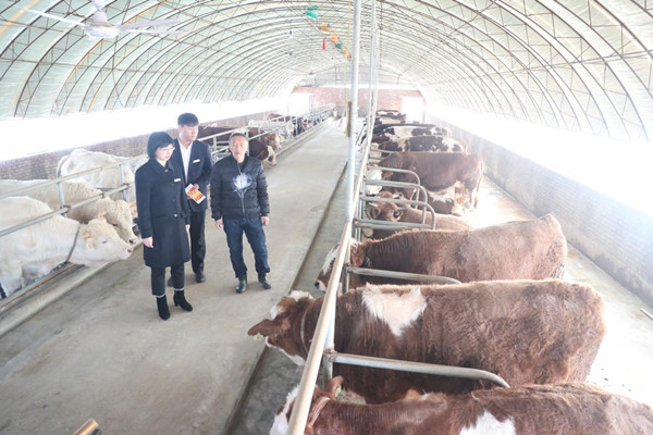 Jilin launches new financial product targeting animal husbandry