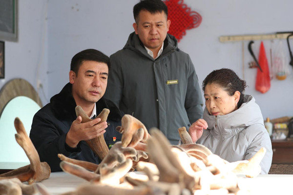 Guarantee loans help sika deer breeding industry boom in Jilin