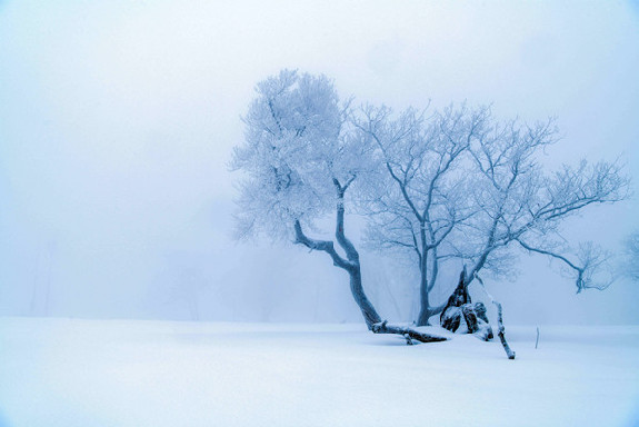 In Jilin, soft rime provides a frosty glaze