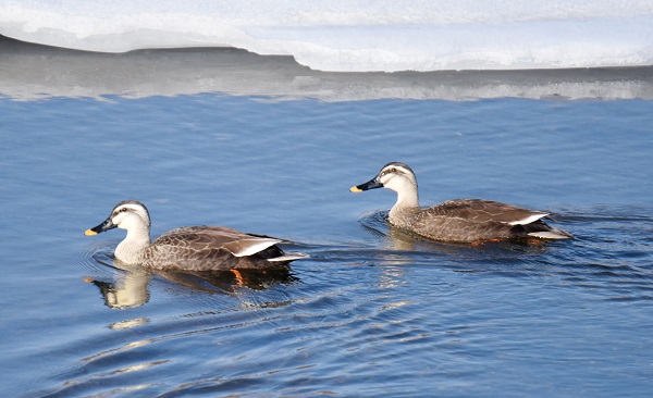 Migrant birds return to Jilin's Gaya River