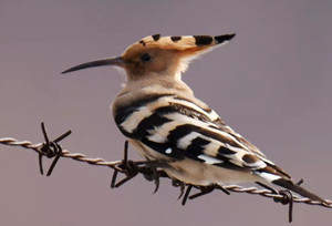 Eurasian Hoopoe spotted in Jilin province 