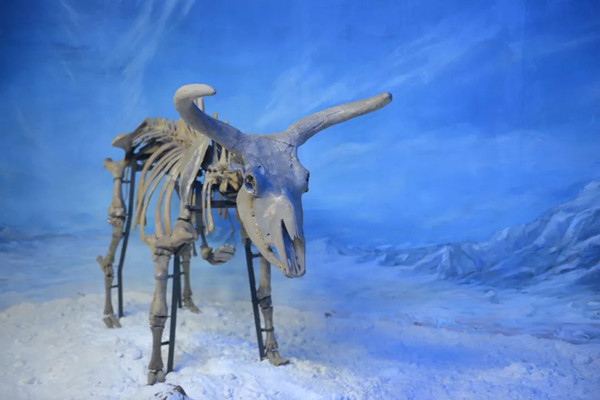 Bos primigenius fossil from 20,000 years ago on display in Jilin