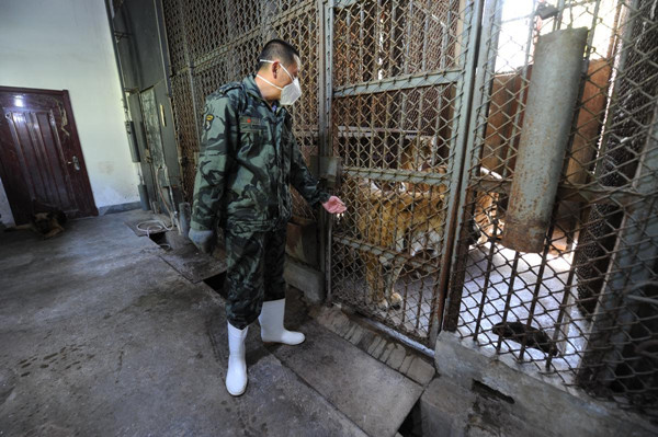 Living with tigers: 'Like my own children'