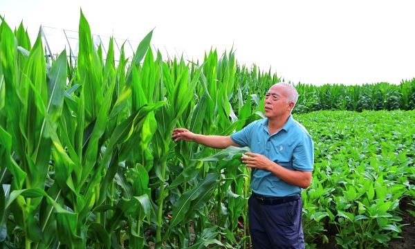 Jilin province takes lead in black soil protection, farming 