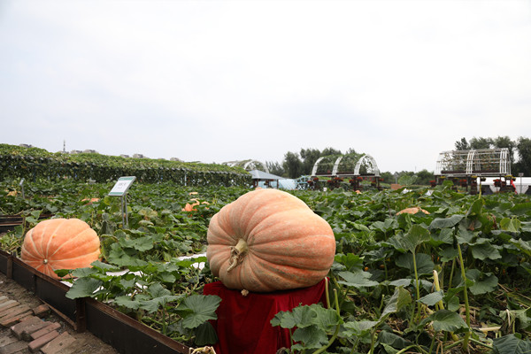 Giant fruits, vegetables a hit at intl agricultural expo 